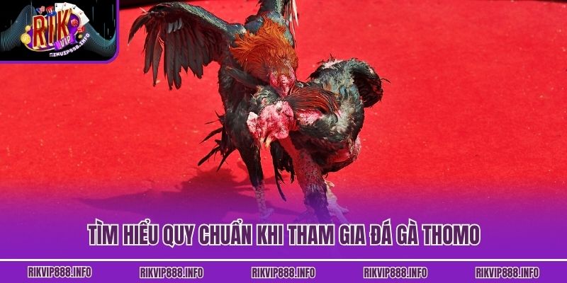 Đá Gà Thomo Rikvip - Giải Trí Mãn Nhãn Cho Tín Đồ Kê Chiến Tìm hiểu quy chuẩn khi tham gia đá gà Thomo